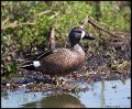 _6SB9928 blue-winged teal drake